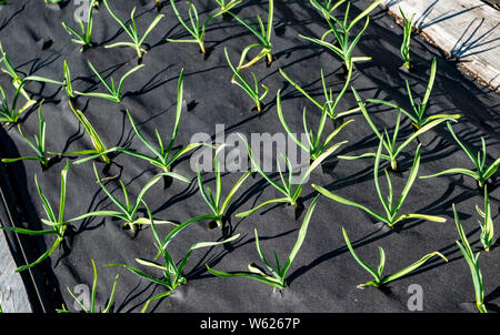 Aglio giovani piante protette da erbacce da essendo cresciuto attraverso weed gunnel tessuto Foto Stock