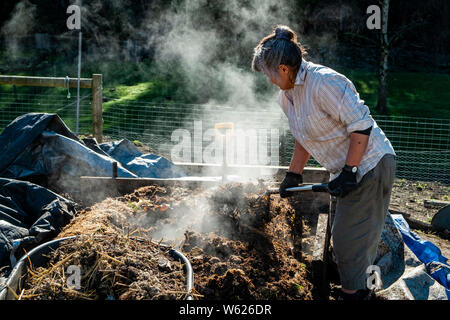 Un agricoltore urbano girando molto attivo e hot compostaggio Foto Stock