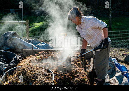 Un agricoltore urbano girando molto attivo e hot compostaggio Foto Stock