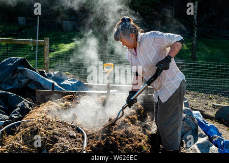 Un agricoltore urbano girando molto attivo e hot compostaggio Foto Stock