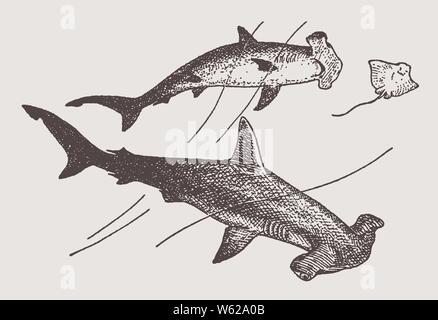 Due minacciato liscia (a testa di martello Sphyrna zygaena) squali caccia un cownose ray (rhinoptera). Illustrazione dopo una incisione storica, inizio 20c Illustrazione Vettoriale