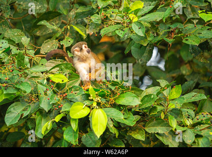 Una Scimmia di scoiattolo (Saimiri) mangiando frutti di bosco, Yasuni National Park, Ecuador. Essi si trovano nella foresta amazzonica e la giungla dell'America centrale. Foto Stock