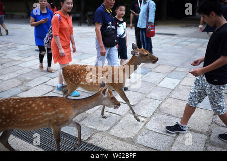 Le persone interagiscono con i cervi nel Parco di Nara, Nara, Giappone Foto Stock