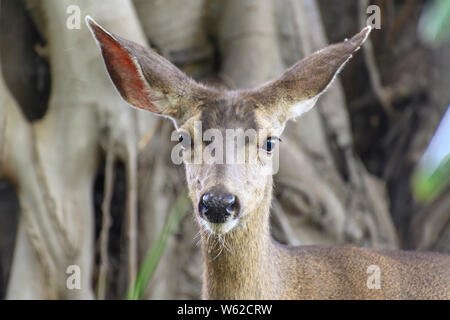 CLoseup ritratto femminile di Mule Deer (Odocoileus hemionus), guardando alla fotocamera, così chiamato per le sue orecchie, che sono grandi come quelli del mulo. Foto Stock