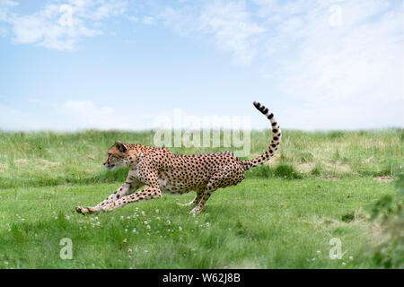 Adulto ghepardo (Acinonyx jubatus) in esecuzione sull'erba Foto Stock