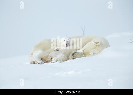 Orso polare e la sua scia cubs dalla loro den in primavera Foto Stock