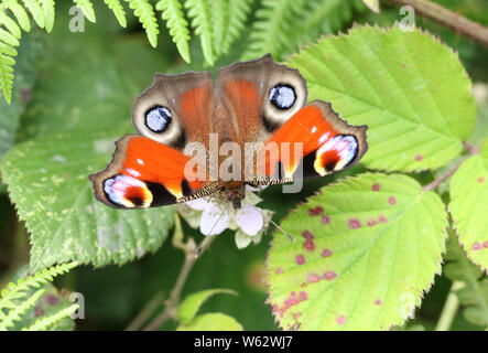 Una splendida farfalla pavone, Aglais io, nectaring su un fiore di blackberry in un prato. Foto Stock