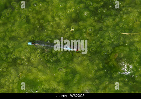 Un incredibile maschio rosso-eyed Damselfly, Erythromma najas, appollaiate su una coperta alghe galleggianti sulla superficie di un lago. Foto Stock