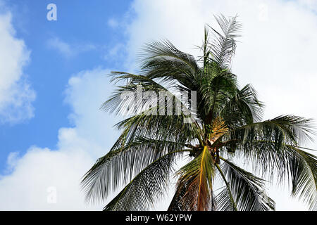 Palm tree contro il cielo blu in un giorno nuvoloso. Sfondo tropicale Foto Stock