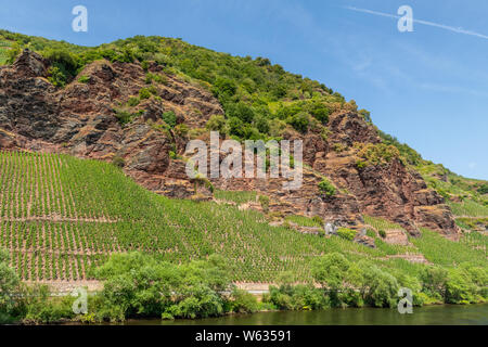 Montagna con rocce di ardesia e vigna sul fiume Mosella vicino alla città di Bernkastel-Kues, Germania Foto Stock