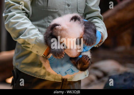 Panda gigante cub lunga Zai è raffigurato durante la cerimonia per ricevere il suo ID card per "Sud Cina il primo sopravvissuti di seconda generazione di panda gigante' a t Foto Stock