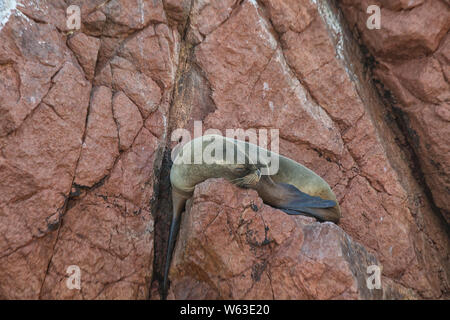 Un Sud Americana Sea Lion su Islas Ballestas in Perù Foto Stock