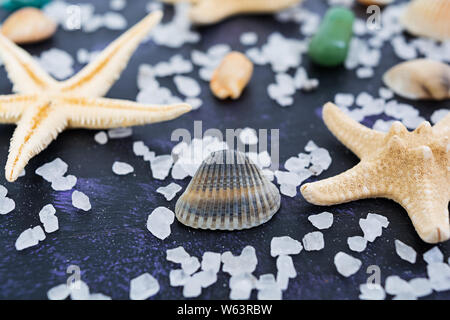 Seashell e starfish su sfondo scuro Foto Stock