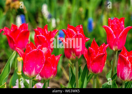 Gruppo di bellissimi tulipani rossi in un giardino. Foto Stock