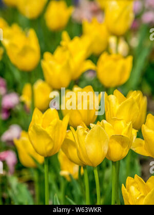 Gruppo di bellissimi tulipani gialli in un giardino. Foto Stock