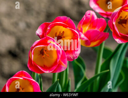 Gruppo di due nei toni del rosso e tulipani gialli in un giardino. Foto Stock