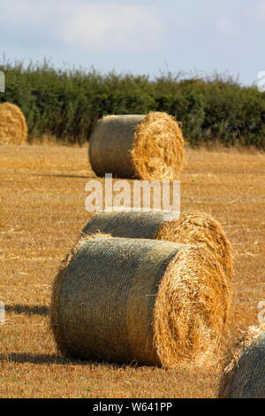 Dopo che la mietitrebbiatrice ha svolto il suo lavoro e la pressa è stata intorno al campo è disseminato di grandi rotoli di paglia in attesa di essere raccolti. Foto Stock