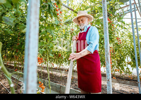 Senior uomo al lavoro su una piccola azienda agricola, coltivazione di pomodori ciliegia in un ben attrezzato hothouse. Ampio angolo di visione Foto Stock