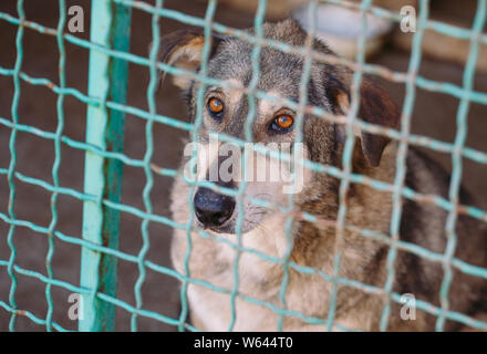 Aria aperta rifugio per senzatetto vaganti cani di strada Foto Stock