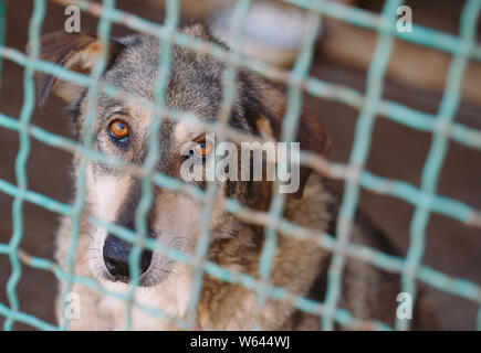 Aria aperta rifugio per senzatetto vaganti cani di strada Foto Stock