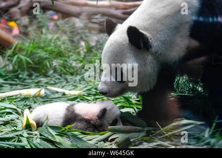 Panda gigante cub lunga Zai è raffigurato con la sua madre a lungo durante la cerimonia per ricevere il suo ID card per "Sud Cina il primo sopravvivere secondo ge Foto Stock