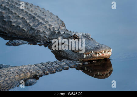 Alligatore con la sua testa in appoggio su di un altro lembo in riflettente acqua blu Foto Stock