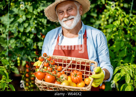 Ritratto di un bel ben vestito uomo senior con un cesto pieno di freschi pomodori presentati spennati, raccolta nella serra di una piccola agricoltura fa Foto Stock