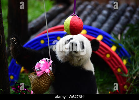 Pechino, la Cina della provincia di Jilin. Il 30 luglio, 2019. Una festa di compleanno è detenuto per tre-anno-vecchio panda gigante di nome "Chu Xin' in Changchun, a nord-est della Cina di provincia di Jilin, 30 luglio 2019. Credito: Lin Hong/Xinhua/Alamy Live News Foto Stock