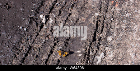 Argento-lavato Fritillary Argynnis paphia farfalla sulla terra Foto Stock