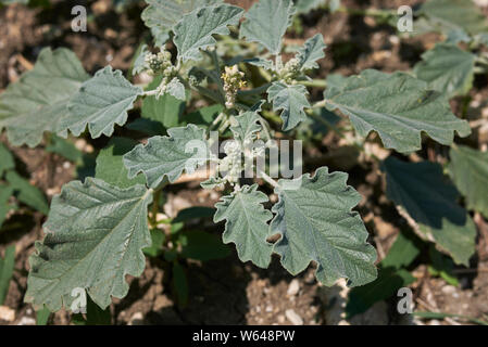 Chrozophora tinctoria pianta close up Foto Stock