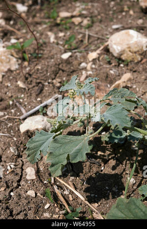 Chrozophora tinctoria pianta close up Foto Stock