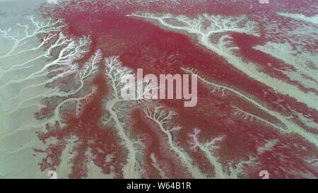 Vista aerea della Spiaggia Rossa o Liaohekou Honghaitan National Marine Park che assomigliano a vasi sanguigni in Dawa county, Panjin city, a nord-est della Cina di Liao Foto Stock