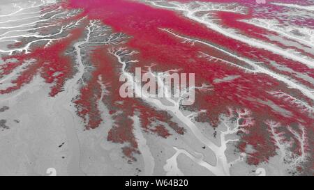 Vista aerea della Spiaggia Rossa o Liaohekou Honghaitan National Marine Park che assomigliano a vasi sanguigni in Dawa county, Panjin city, a nord-est della Cina di Liao Foto Stock