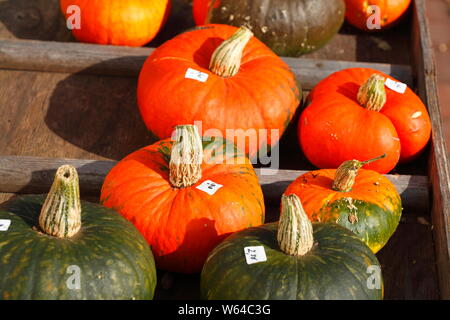 Red schiaccia con prezzo di etichetta, Fischerhude, Bassa Sassonia, Germania Foto Stock