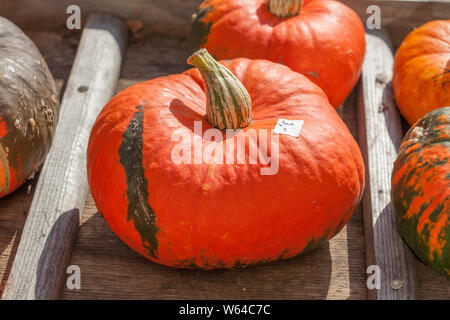 Red schiaccia con prezzo di etichetta, Fischerhude, Bassa Sassonia, Germania Foto Stock