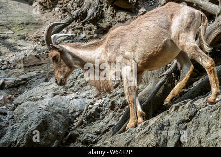 Mufloni, Ammotragus lervia, Aoudad su roccia Foto Stock