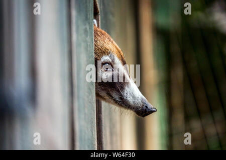 Bianco-coati dal naso, Nasua narica, Coatimundi guarda fuori, la testa e il muso Foto Stock