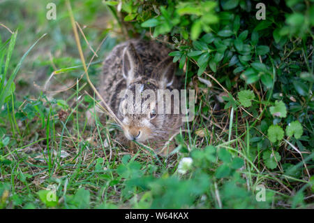 Minacciato bambino piccolo coniglio hidding schiacciare sotto la macchia verde Foto Stock