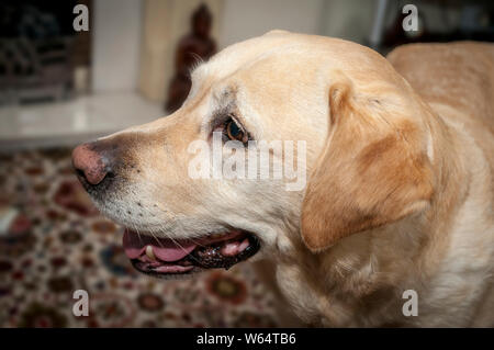 Golden Labrador cane. headshot Foto Stock