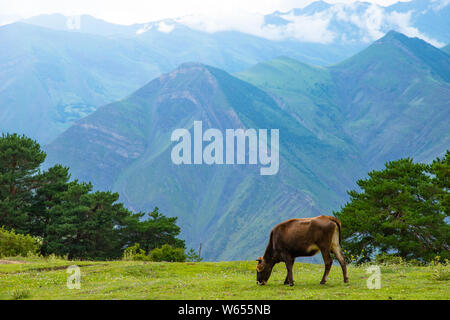 La mucca a pascolare nei prati alpini delle montagne sullo sfondo Foto Stock