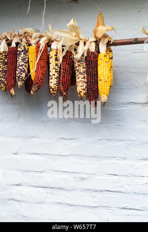 Mais colorati appesi ad un muro bianco sullo sfondo Foto Stock