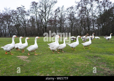 Oche domestiche pascolare nel prato. Il pollame a piedi sull'erba. Oche domestiche sono a piedi sull'erba. Uccello rurale sfiora nel prato. Foto Stock