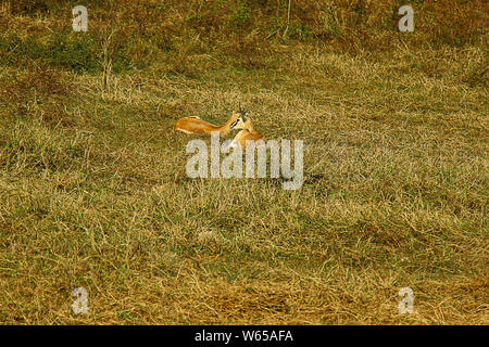 Il cervo sono gli ungulati mammiferi ruminanti formando la famiglia Cervidae. I due principali gruppi di cervi sono i Cervine, compreso il muntjac, l'alce, la fal Foto Stock