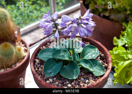 Primo piano di Blue mouse orecchie miniatura Hosta pianta con fiori lilla crescere in un vaso di argilla in una serra Inghilterra Regno Unito GB Gran Bretagna Foto Stock