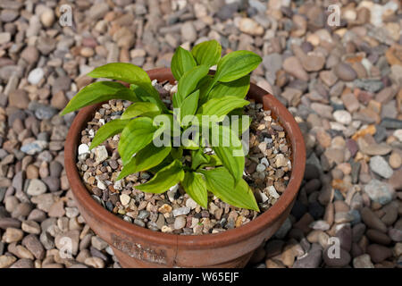 Primo piano di 'Twist of Lime' miniatura Hosta pianta che cresce in un vaso di argilla nel giardino Inghilterra Regno Unito Gran Bretagna Foto Stock