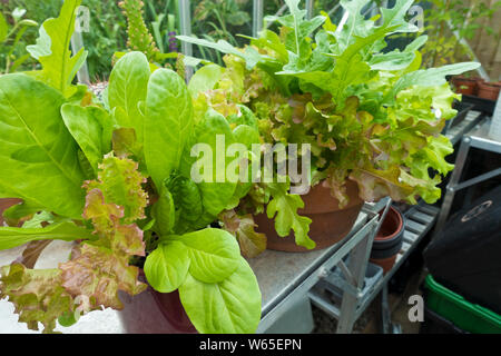 Primo piano di insalata mista di lattuga mesclun foglie lollo rossa, catalogna, gruner eishauptel, ciotola per insalata rossa e piccolo gioiello in serra pentole Foto Stock