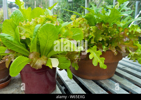 Pentole di mesclun misticanza foglie di insalata lollo rossa, Catalogna, verde batavia bionda de paris, gruner eishauptel, rosso insalatiera e piccolo gioiello Foto Stock