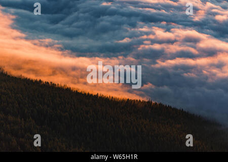 Foresta di Tenerife in nuvole durante il tramonto dal di sopra Foto Stock