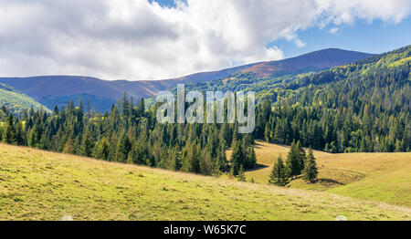 Bosco di abete rosso in montagna in una giornata di sole. tempo caldo all'inizio della stagione autunnale. borzhava ridge in distanza. prati erbosi. dynamic clo Foto Stock