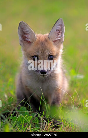 American Red Fox, cub, pino County, Minnesota, USA, America del Nord, (Vulpes vulpes fulvus) Foto Stock